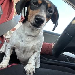 Millie - Dachshund