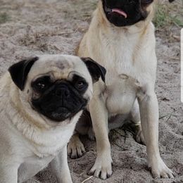 Pug All Grown Up from Redbay Pugs