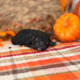 Trick - Brindle male Poodle puppy in Lavonia, Georgia from Peach Blossom Kennels