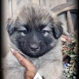 Orion - Sable male German Shepherd puppy in Sequim, Washington from German Shepherd Haus