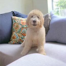 Georgia - Goldendoodle