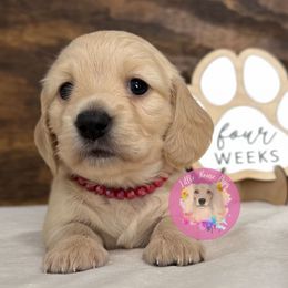 Margot - Cream female Dachshund puppy in Dothan, Alabama from Little House Pups