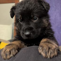 Boy - Bi-color male German Shepherd puppy in Bennington, Vermont from Vom Eichenhain GSD's