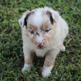 Honey - Red merle female Miniature Australian Shepherd puppy in Howe, Oklahoma from Lockhart’s Double M Mini Aussies