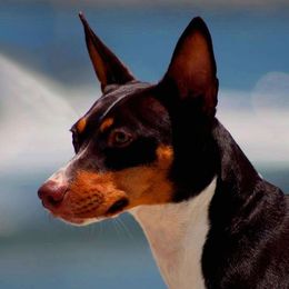 Brook - Rat Terrier