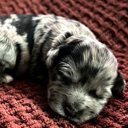 Cockapoos from Our Father’s Doodles