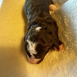 Chocolate Tri - Tri-color male Bernedoodle puppy in Holt, Missouri from Mindys Doodles