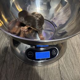 Boy 1 - Chocolate and tan male Yorkshire Terrier puppy in Knoxville, Tennessee from Little Yorkie Company