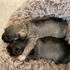 Miniature Schnauzers from Kylie's Miniature Schnauzers