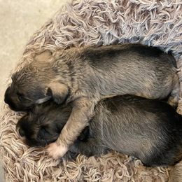 Miniature Schnauzers from Kylie's Miniature Schnauzers