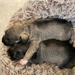 Miniature Schnauzers from Kylie's Miniature Schnauzers