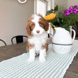 Bernedoodle and Cavapoo Puppies from Wonderful World Doodles