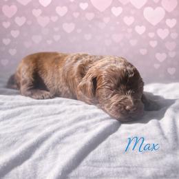 Max Mayfield - Brown female Bernedoodle puppy in Bennett, Colorado from Darling Paws Bernedoodles, LLC