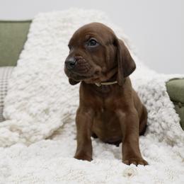 Tan Boy - Red male Redbone Coonhound puppy in Shreveport, Louisiana from BAFERD Kennels