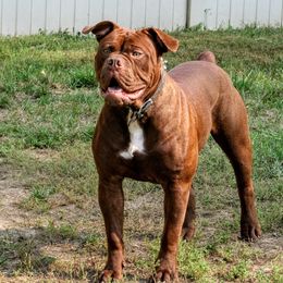 Fury - Olde English Bulldogge