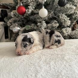 Blue Merle - Blue merle female Australian Shepherd puppy in Buckeye, Arizona from Wranglin Farms