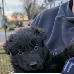 Gravy - Black male German Shepherd puppy in Garrett, Indiana from Devil-Dog Shepherds