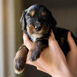 Santana - Tri-color male Bernedoodle puppy in Little Rock, Arkansas from Darlin’s Doodles