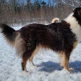 Collies and Siberian Huskies from Northlane Siberians