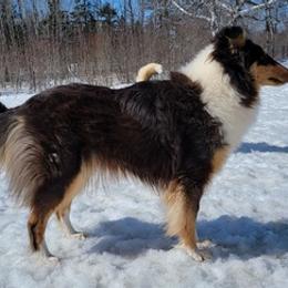 Collies and Siberian Huskies from Northlane Siberians