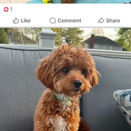 Cavapoo All Grown Up from Lone Pine Acres Cavapoo’s
