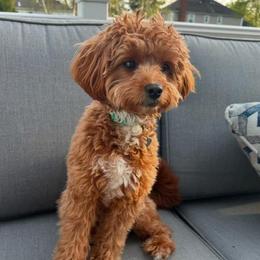 Cavapoo All Grown Up from Lone Pine Acres Cavapoo’s