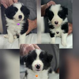Girl. We pick in order of deposits recieved - Black and white female Border Collie puppy in Live Oak, Florida from K&R RANCH KENNELS