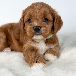 Rayne - Red female Cockapoo puppy in Pledger, Texas from Sugarbear Cockapoos