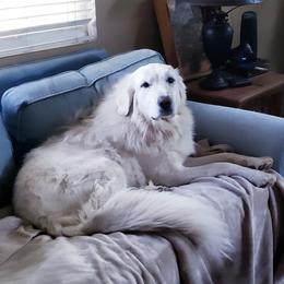 Aby - Great Pyrenees