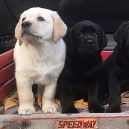 Labrador Retrievers from Champion K9