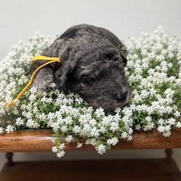 Yellow - Merle male Goldendoodle puppy in Fairmount, Georgia from Muscadine Meadows Farm