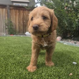 Boo Yellow - Cafe female Labradoodle puppy in Commerce City, Colorado from Playful Paws Labradoodles