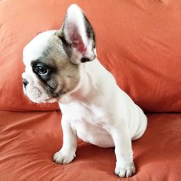 French Bulldog Puppies from Toley's French Bulldogs