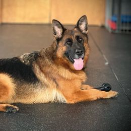 Bagira - German Shepherd
