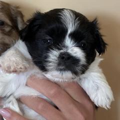 Mi-Kis from Creme De La Creme Mi-Ki