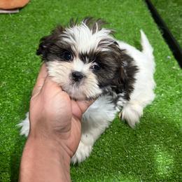 Iara - Black gold and white female Shih Tzu puppy in Bourne, Massachusetts from Shih Tzu Pups