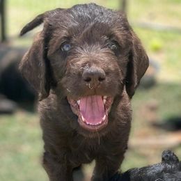 Boy 1 - Chocolate Labradoodle puppy in Roswell, New Mexico from Sunny Day Sidekicks