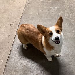 Lacey - Pembroke Welsh Corgi