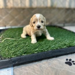 Bells - Buff and white female Cockapoo puppy in Rolla, Missouri from Diamond K