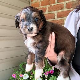 Victoria - Sable female Bernedoodle puppy in Denver, Pennsylvania from Greenview Puppies