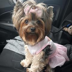 Kymmee - Yorkshire Terrier