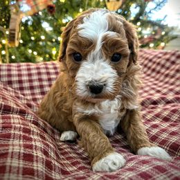 Dasher - Red male Cavapoo puppy in Blackfoot, Idaho from Rocky Desert Goldens and Cavaliers