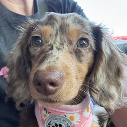 Savvy - Dachshund