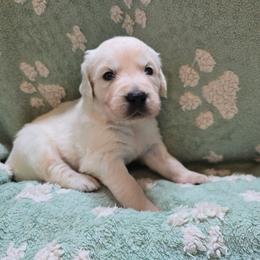 Boy 2 - Light golden male Golden Retriever puppy in Savannah, Georgia from Golden Point Retrievers