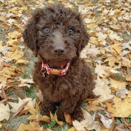 Goldendoodles from Blooming Doodles