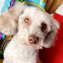 Maggie - Poodle