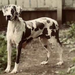 Khloni - Great Dane