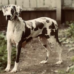 Khloni - Great Dane