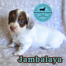 JAMBALAYA - Piebald male Dachshund puppy in Columbia, Louisiana from Diamond 5R Ranch AKC & CKC Miniature Dachshunds