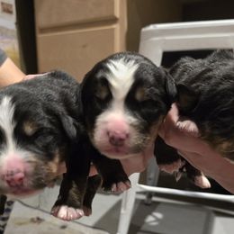Girl 3 - female Bernese Mountain Dog puppy in Eureka, Montana from Back 40 Berners
